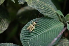 Ommatolampis perspicillata