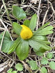 Eranthis hyemalis