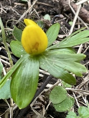 Eranthis hyemalis