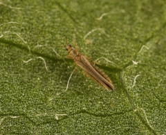 Anaphothrips obscurus