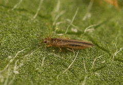 Anaphothrips obscurus