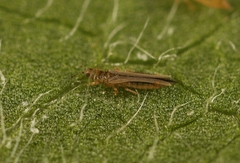 Anaphothrips obscurus