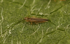 Anaphothrips obscurus