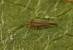 Anaphothrips obscurus
