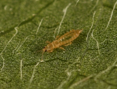 Anaphothrips obscurus