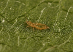Anaphothrips obscurus
