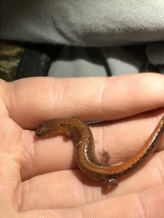 Plethodon websteri