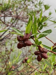 Kageneckia lanceolata