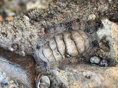 Acanthopleurinae
