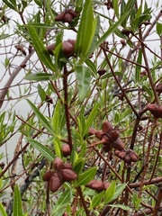 Kageneckia lanceolata