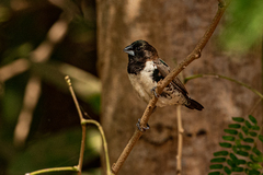 Spermestes cucullata