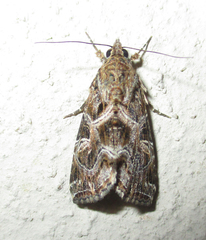 Callopistria yerburii