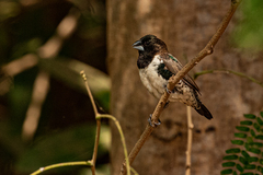 Spermestes cucullata