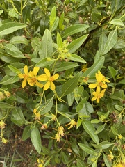 Flourensia thurifera