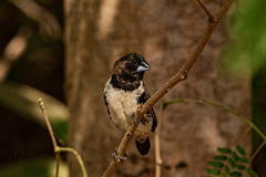 Spermestes cucullata