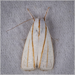 Cryptophasa flavolineata