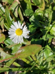 Bellis perennis