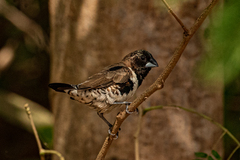 Spermestes cucullata