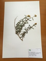 Calceolaria thyrsiflora