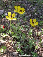 Ranunculus asiaticus