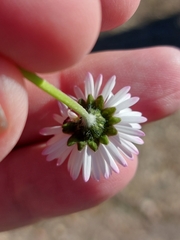 Bellis perennis
