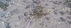 Chylismia claviformis