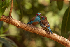 Uraeginthus bengalus