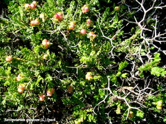 Sarcopoterium spinosum