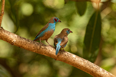 Uraeginthus bengalus