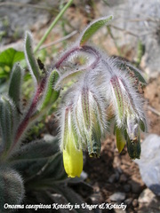 Onosma caespitosa
