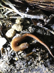 Plethodon websteri