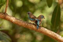 Uraeginthus bengalus