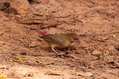 Lagonosticta senegala