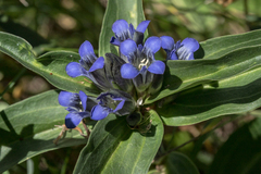 Gentiana cruciata cruciata