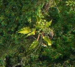 Philodendron melinonii