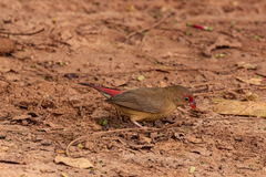 Lagonosticta senegala