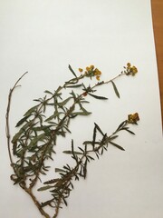 Calceolaria thyrsiflora