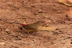 Lagonosticta senegala