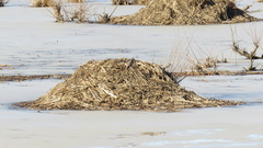 Ondatra zibethicus