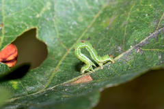 Mesoleuca albicillata