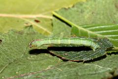 Mesoleuca albicillata