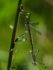 Bittacomorpha clavipes