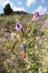 Ononis tridentata