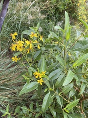 Flourensia thurifera