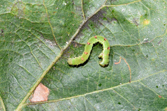 Mesoleuca albicillata