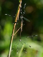 Bittacomorpha clavipes