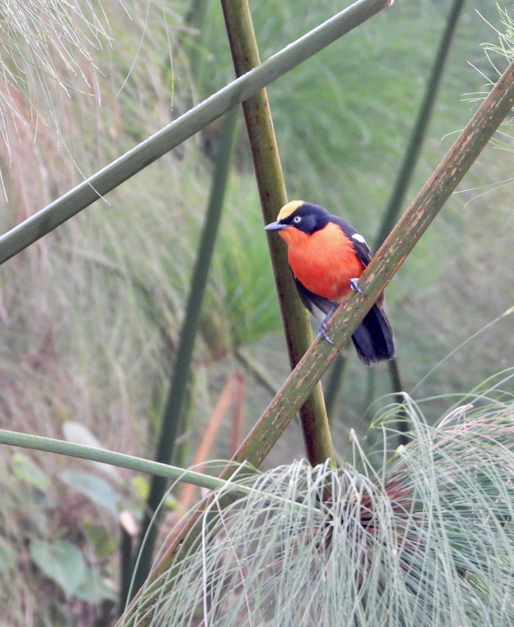 Papyrus Gonolek (Laniarius mufumbiri), photo 3