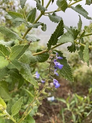 Salvia cuspidata