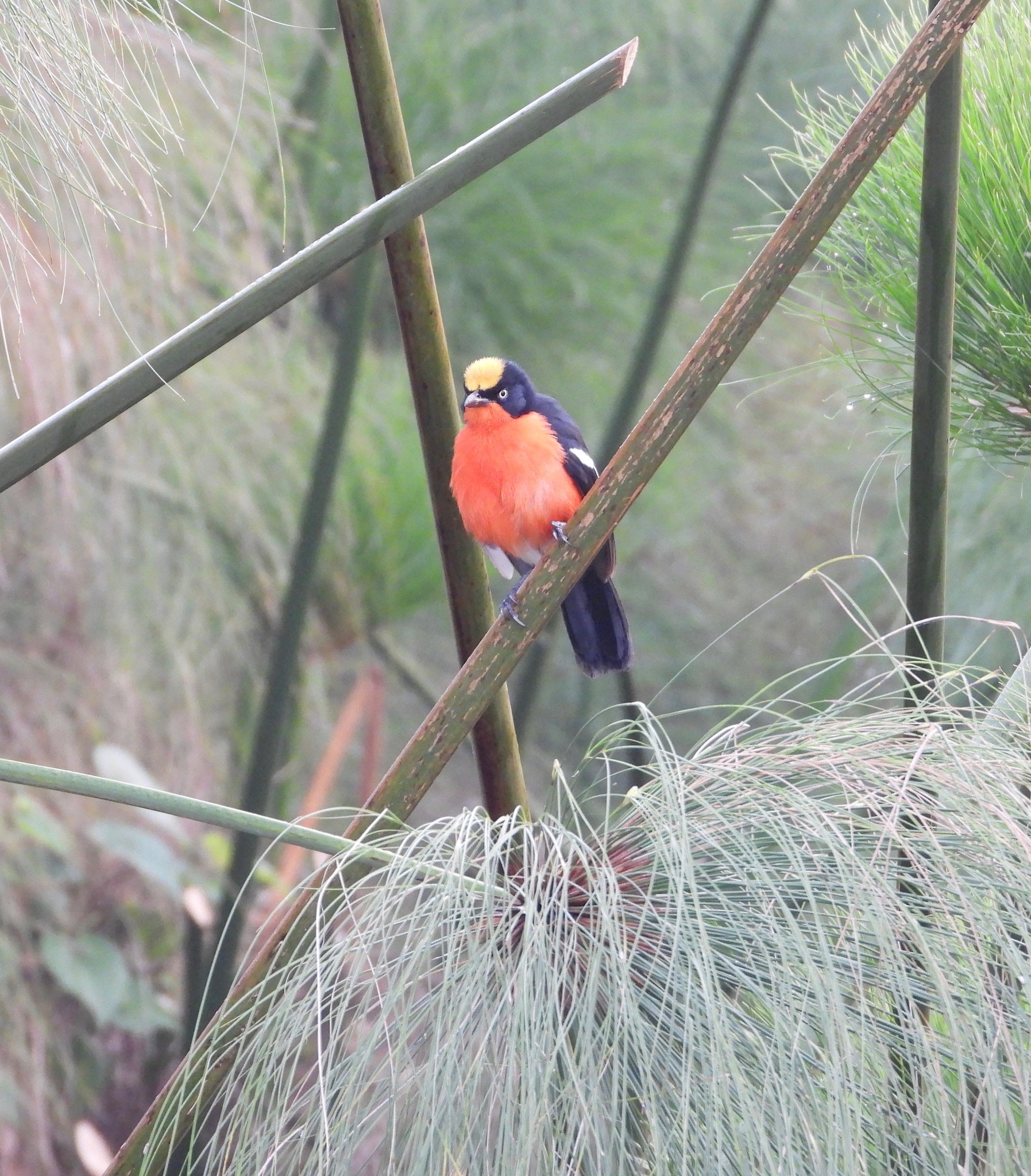 Papyrus Gonolek (Laniarius mufumbiri), photo 4