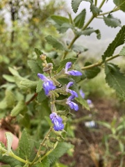 Salvia cuspidata